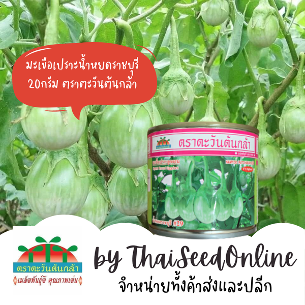 ADV กป20กรัม เมล็ดพันธุ์ มะเขือเปราะน้ำหยดราชบุรี 29 ตราตะวันต้นกล้า