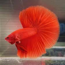 Red Halfmoon Betta fish
