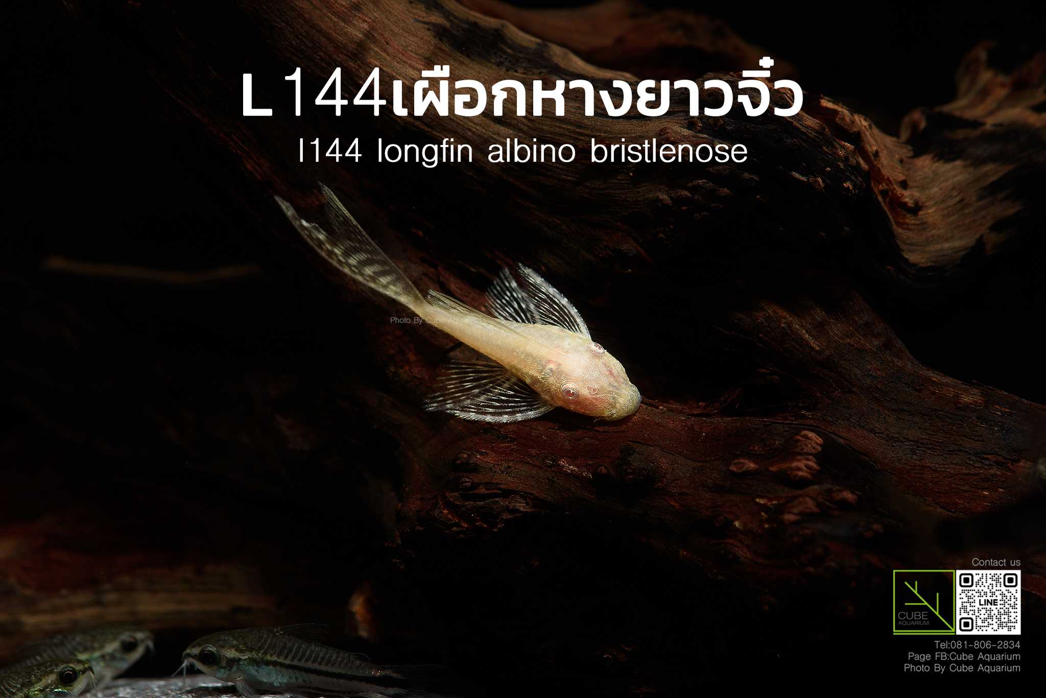 ปลาซัคเกอร์L144เผือกหางยาว 2cm ปลายหาง. l144 longfin albino bristlenose pleco 🔥Best seller🔥