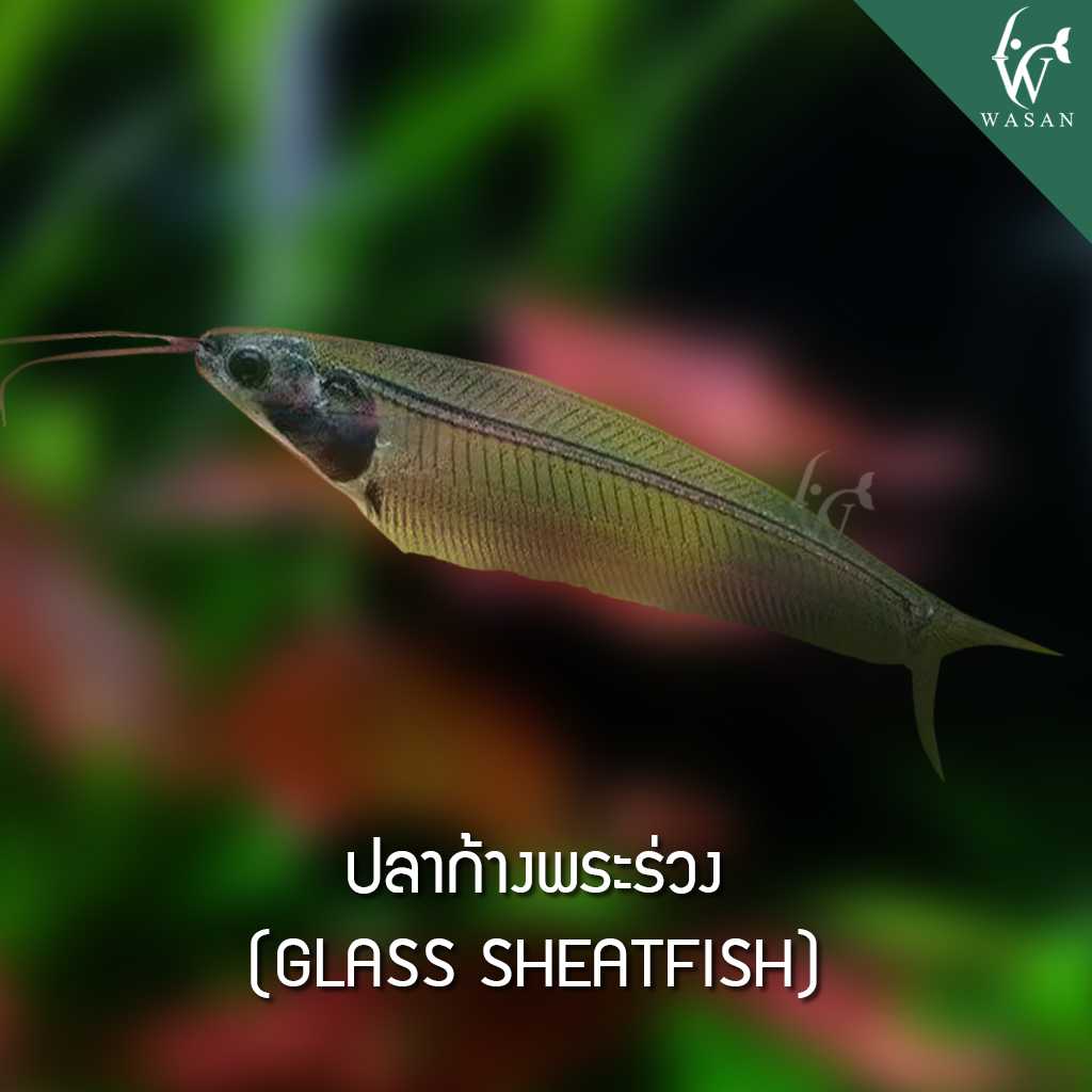 ปลาก้างพระร่วง Glass  sheatfish (ไซส์ 2 นิ้ว)
