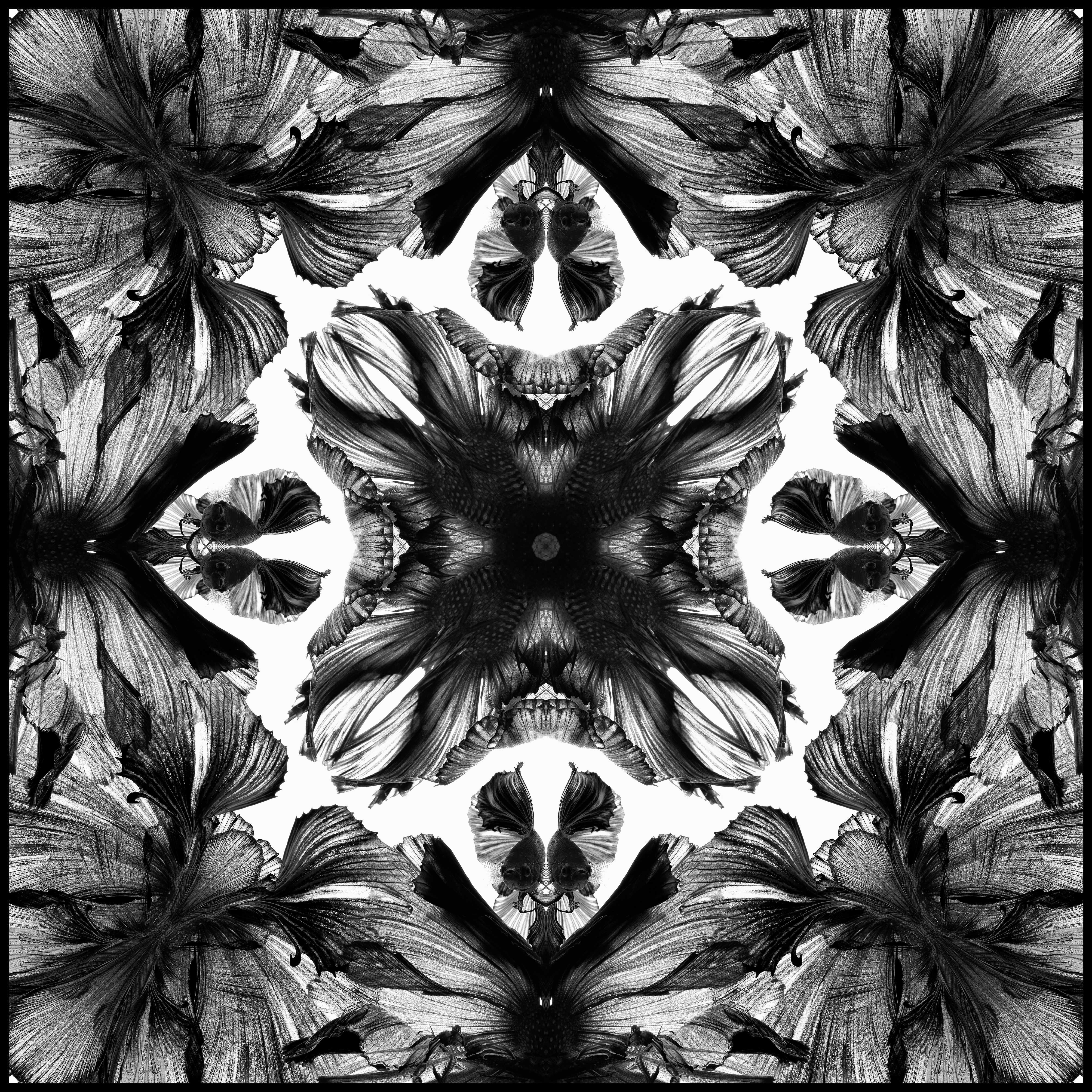 Black Halfmoon Betta  Scarf - White