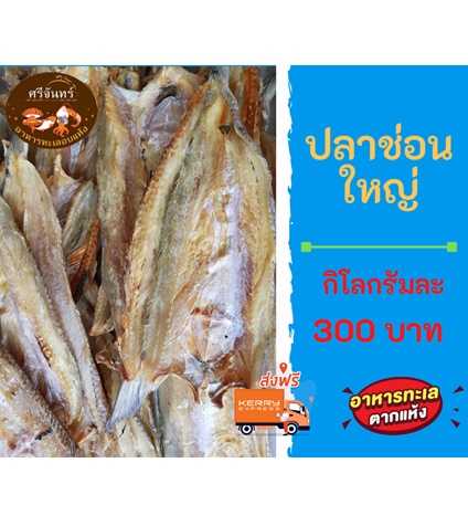 ปลาช่อนทะเลใหญ่ (ครึ่งกิโลกรัม)