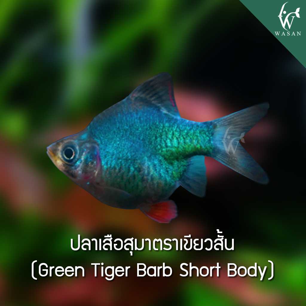 ปลาเสือสุมาตราเขียวสั้น Green Tiger Barb Short Body (2-3 cm)