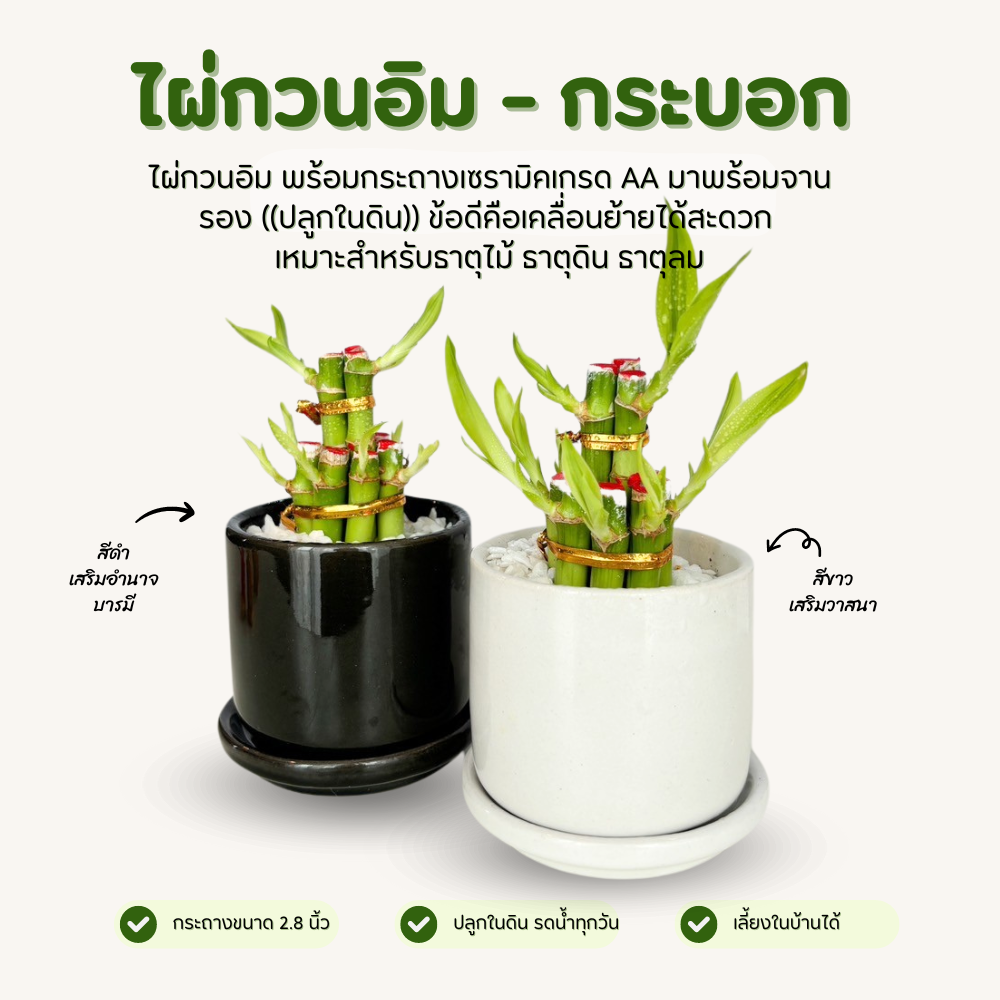 ไผ่กวนอิม พร้อมกระถาง เซรามิคเนื้อหนา สีขาว มีจานรอง