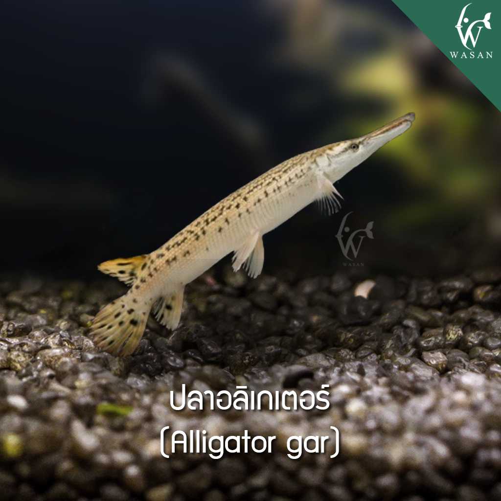 ปลาอลิเกเตอร์ Alligator gar (ไซส์ 2.5 นิ้ว)