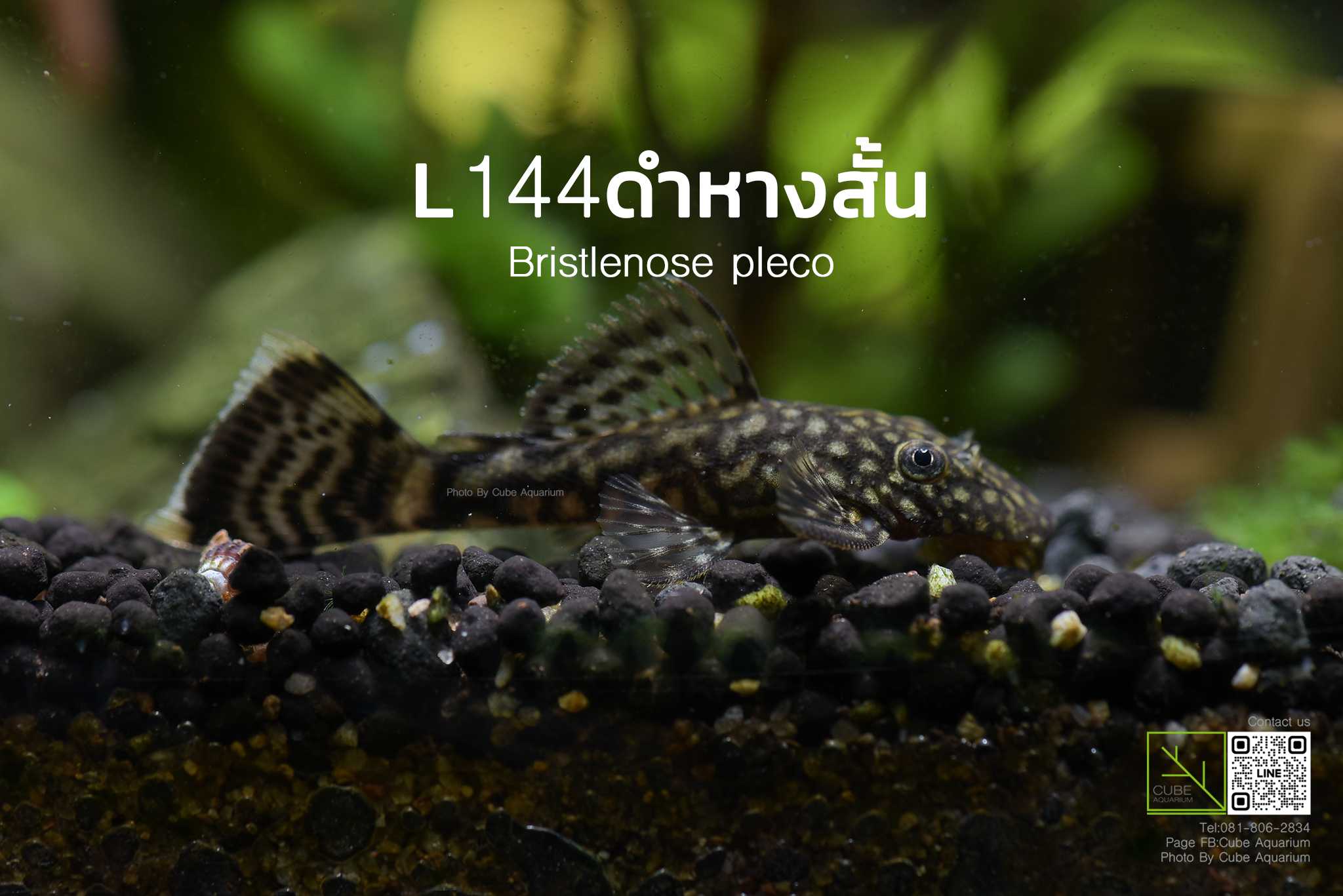 ปลาซัคเกอร์L144 ดำ L144 bristlenose pleco 1.2นิ้ว