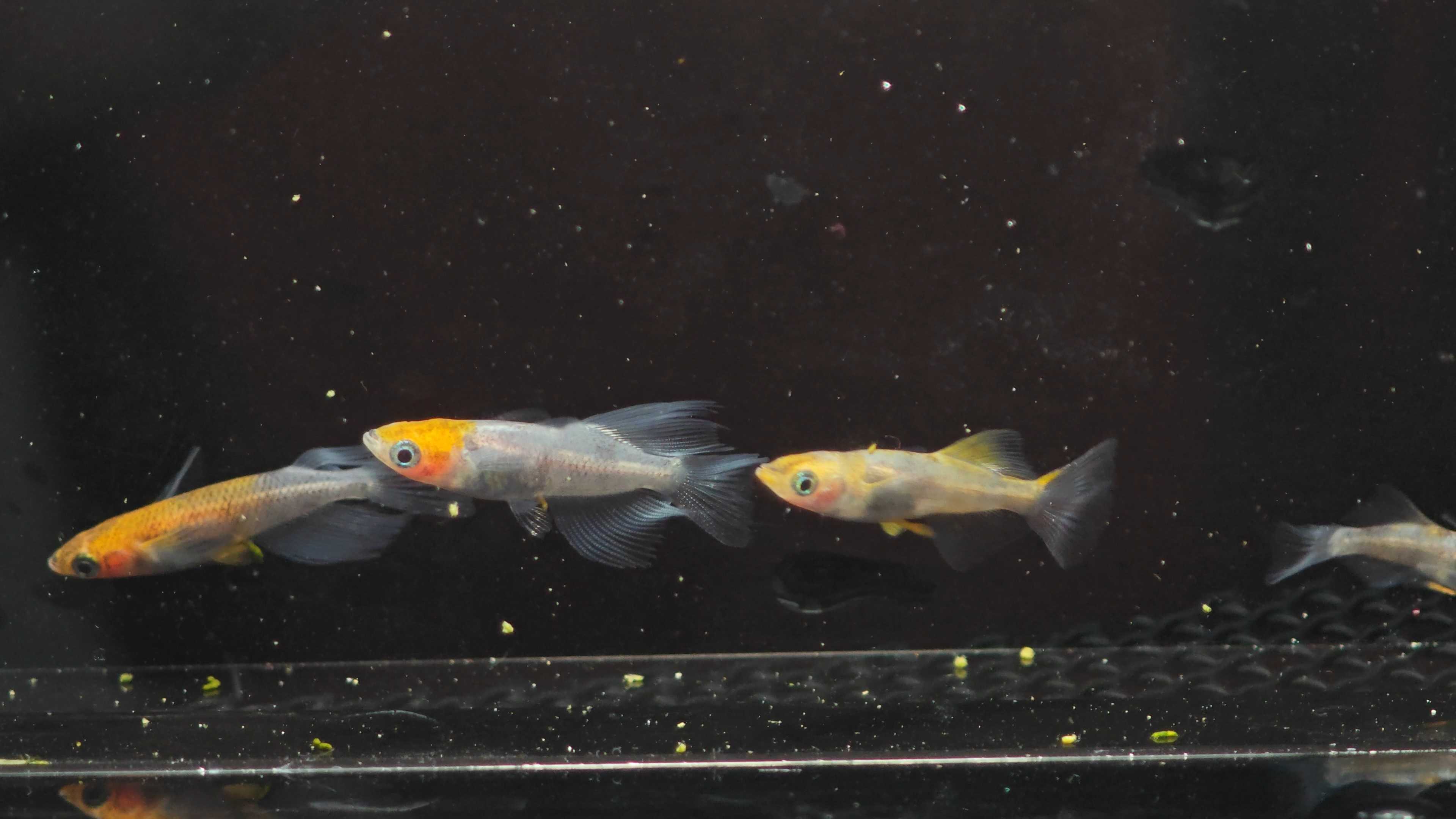 Medaka fish Real Japanese ink นำเข้าจากญี่ปุ่น