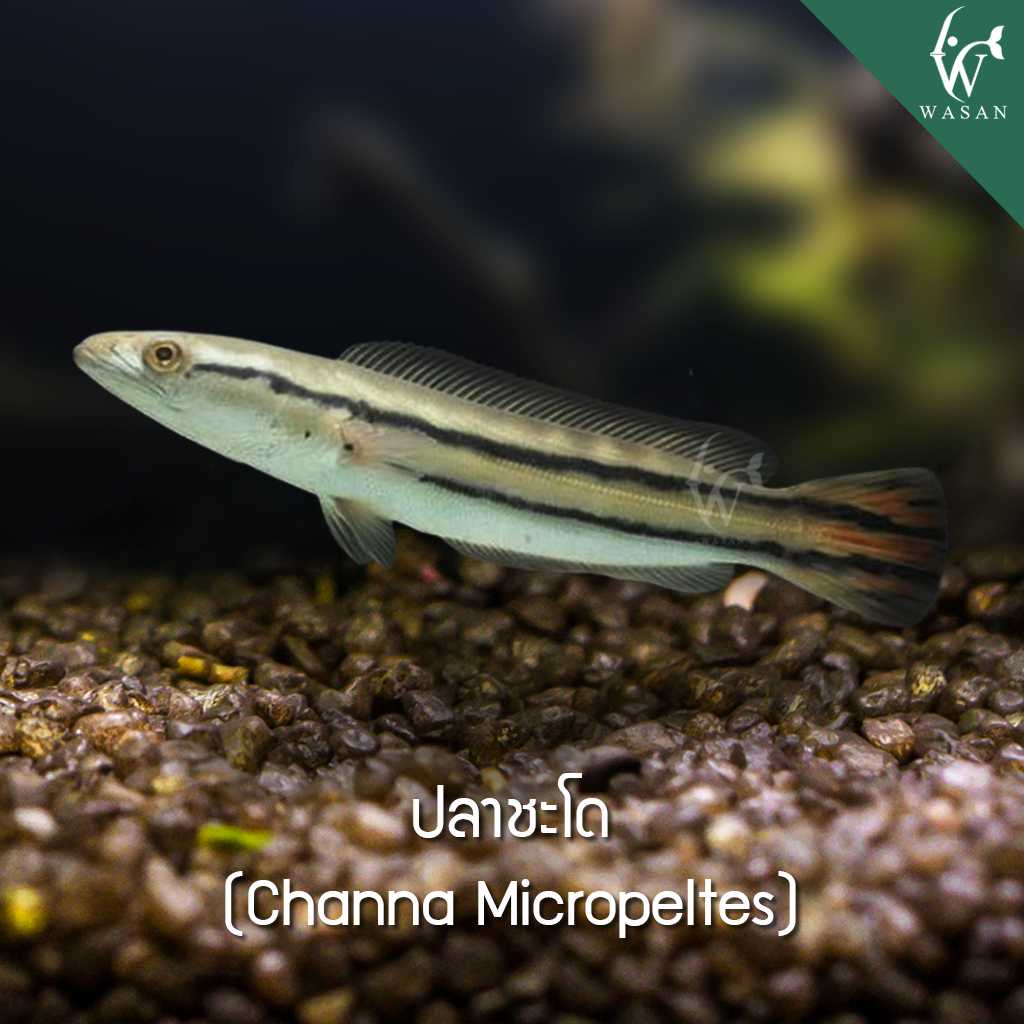 ปลาชะโด Channa Micropeltes ( ไซส์ 4 นิ้ว)