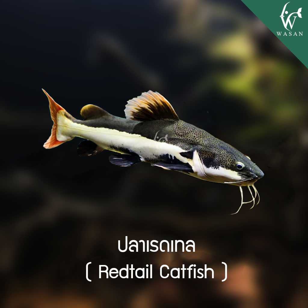 ปลาเรดเทล Redtail Catfish (ไซส์ 2-3 นิ้ว)