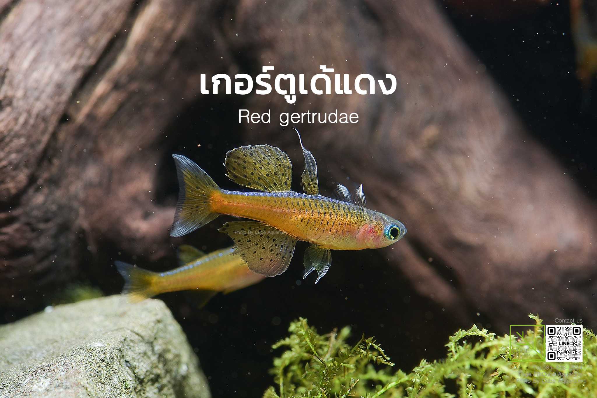 ปลาเกอร์ตูเด้แดง Red gertrudae neon rainbow fish   1คู่ (ผู้/เมีย)