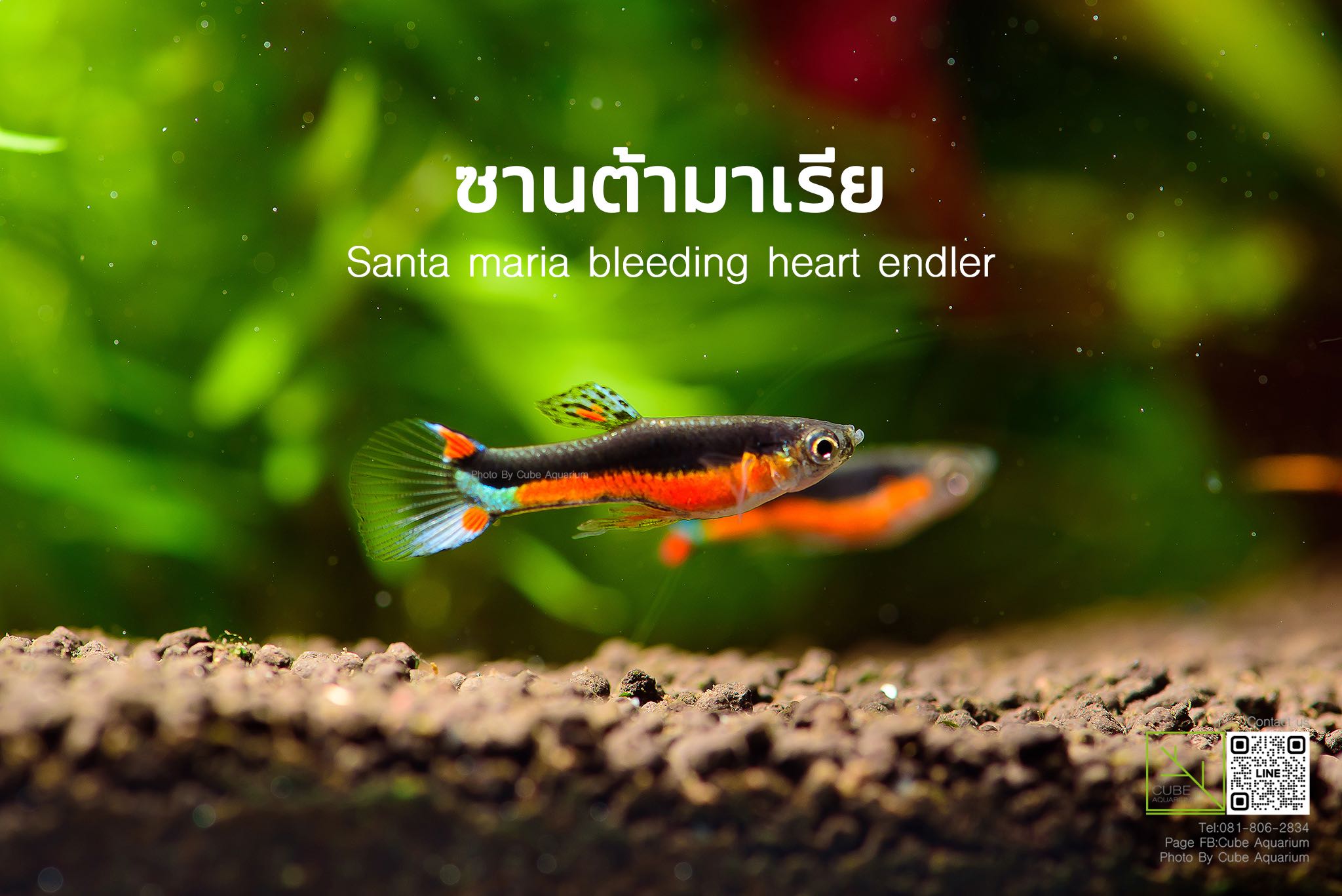 เอนเลอร์ซานต้า มาเรีย  Santa maria bleeding heart endler 0.8 นิ้ว