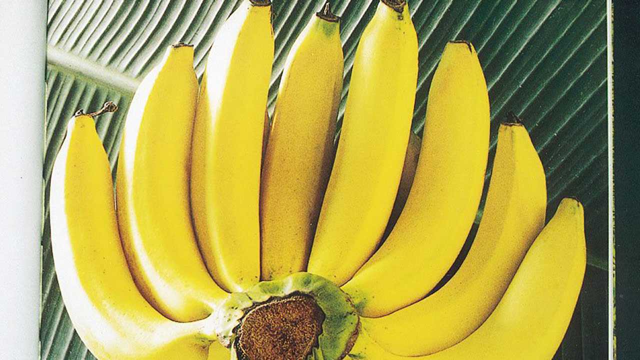 Sweet Banana กล้วยหอมสุก