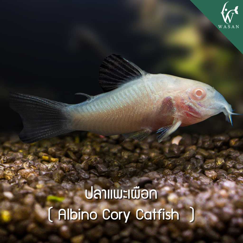 ปลาแพะเผือก Albino Corydoras (ไซส์ 2-3 cm.)
