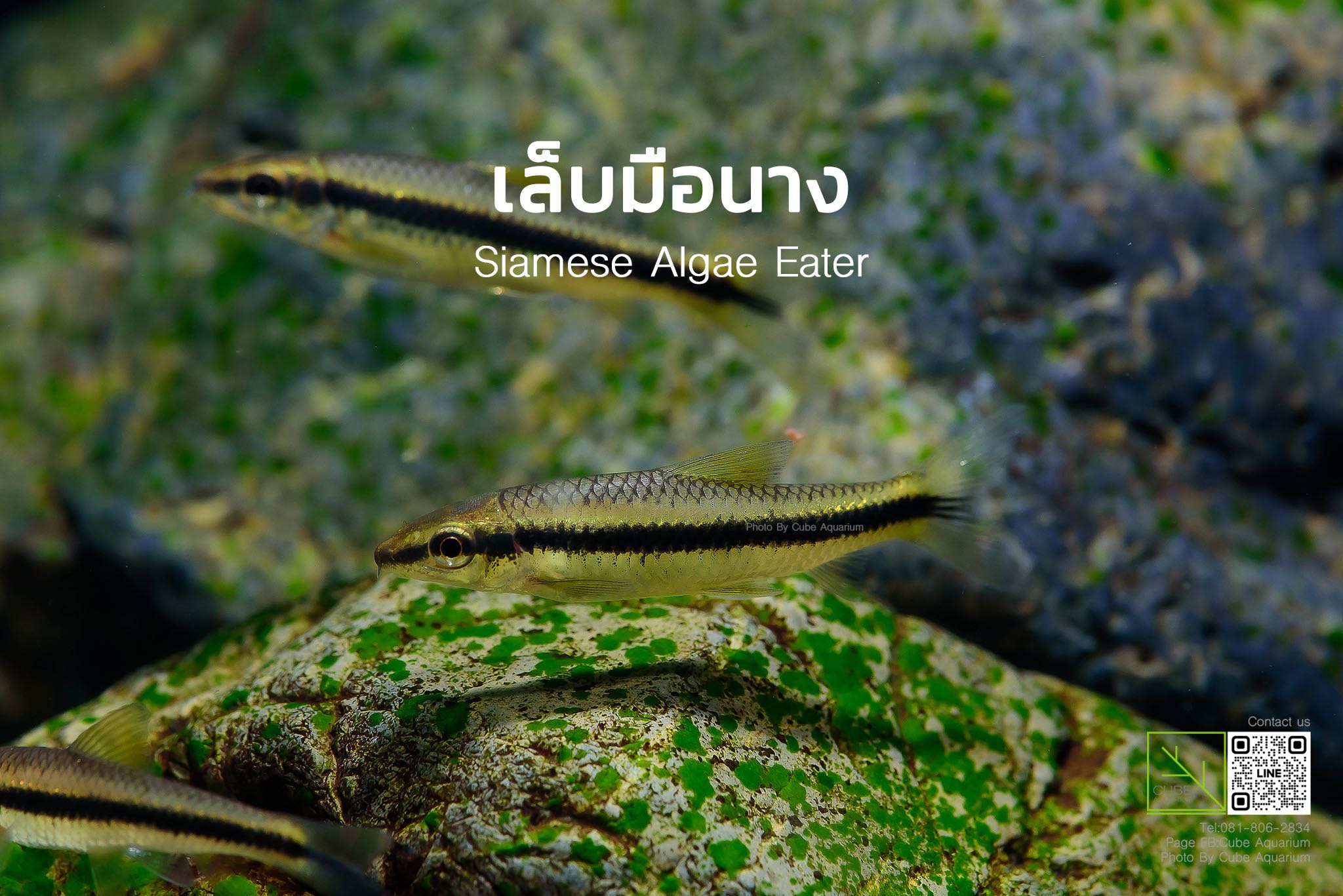 ปลาเล็บมือนาง Siamese algae eater1.5นิ้ว