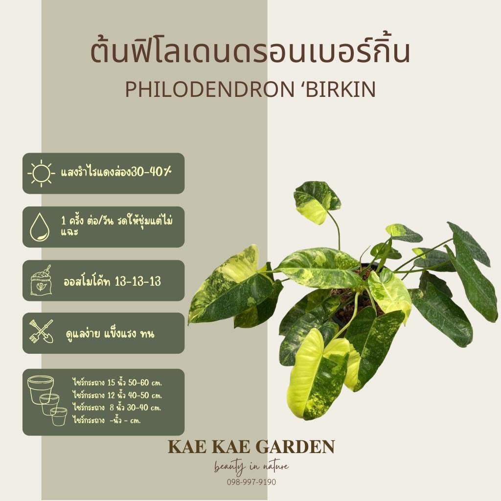 ฟิโลเดนรอนเบอร์เบิ้ลมาร์ค