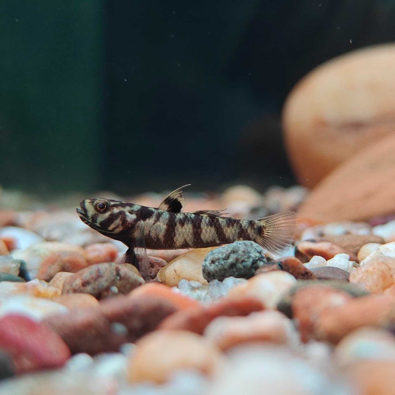 ปลาบู่อาเดีย (Mugilogobius adeia)