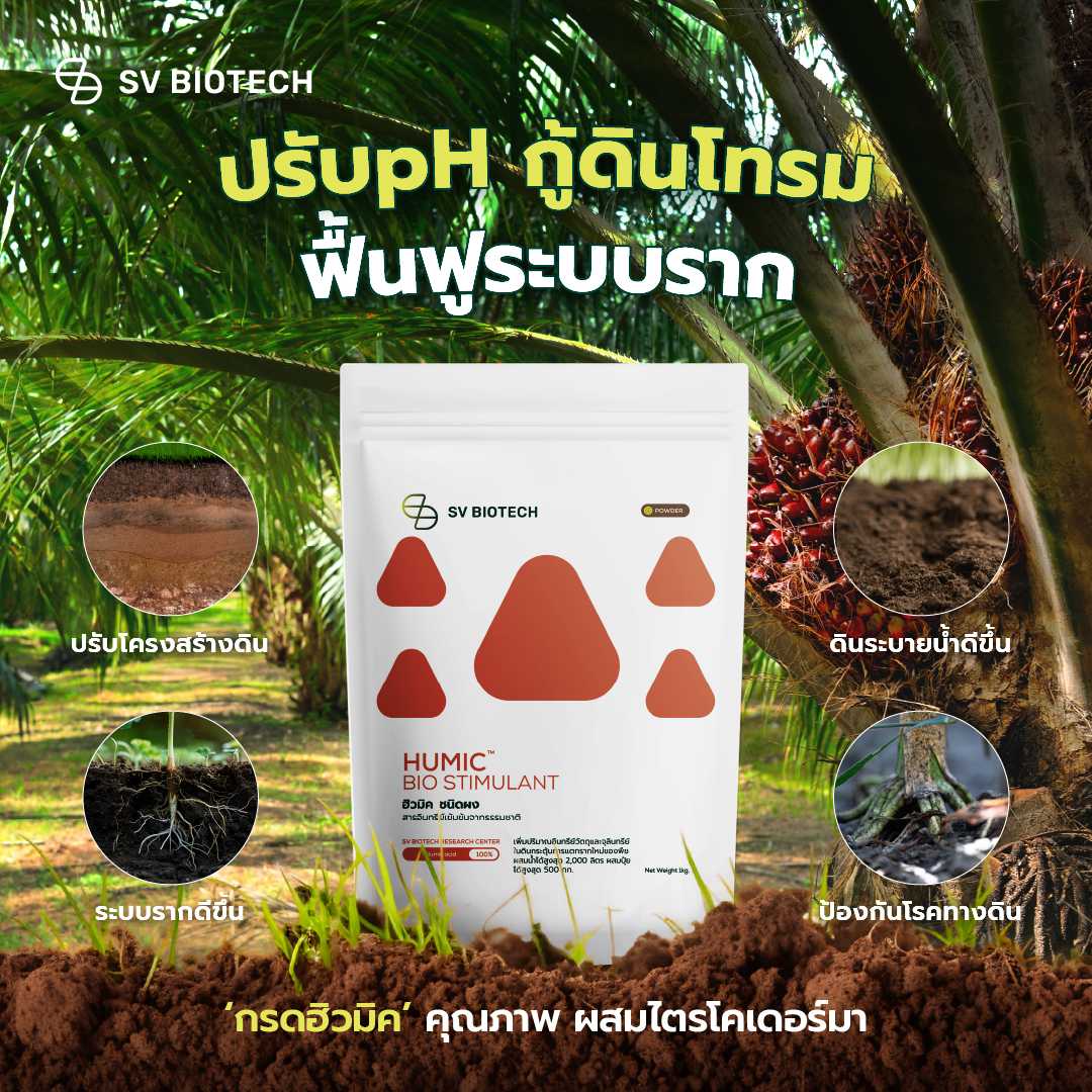 กรดฮิวมิคผสมไตรโคเดอร์มา ชนิดผง ปรับโครงสร้างดิน กระตุ้นการแตกรากใหม่ ป้องกันโรครากเน่าโคนเน่า 1 กก.