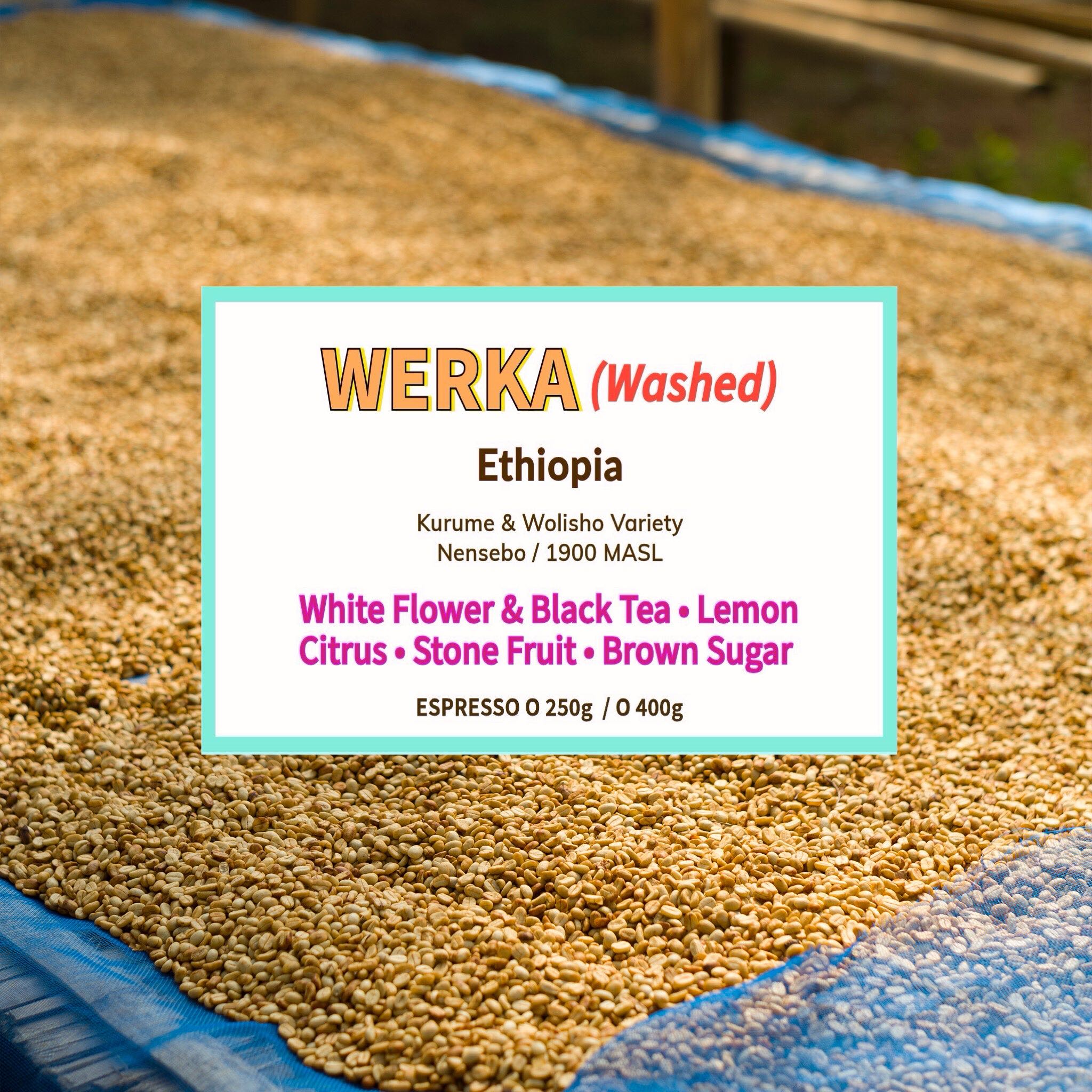 Werka - Washed ( Espresso Roasted )