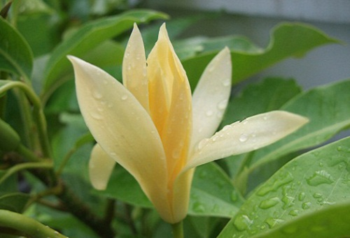 ต้นจำปีสีนวล