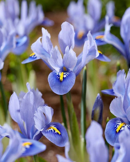 Blue Iris (พร้อมส่ง)