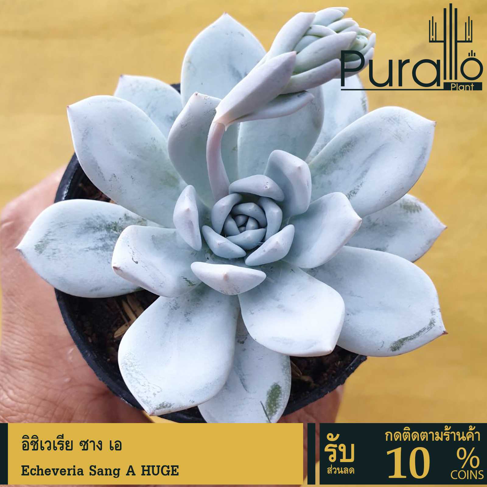 ต้นไม้อวบน้ำ กุหลาบหิน อิชิเวเรีย ซาง เอ Echeveria Sang A HUGE #Sang A #Echeveria #Rare