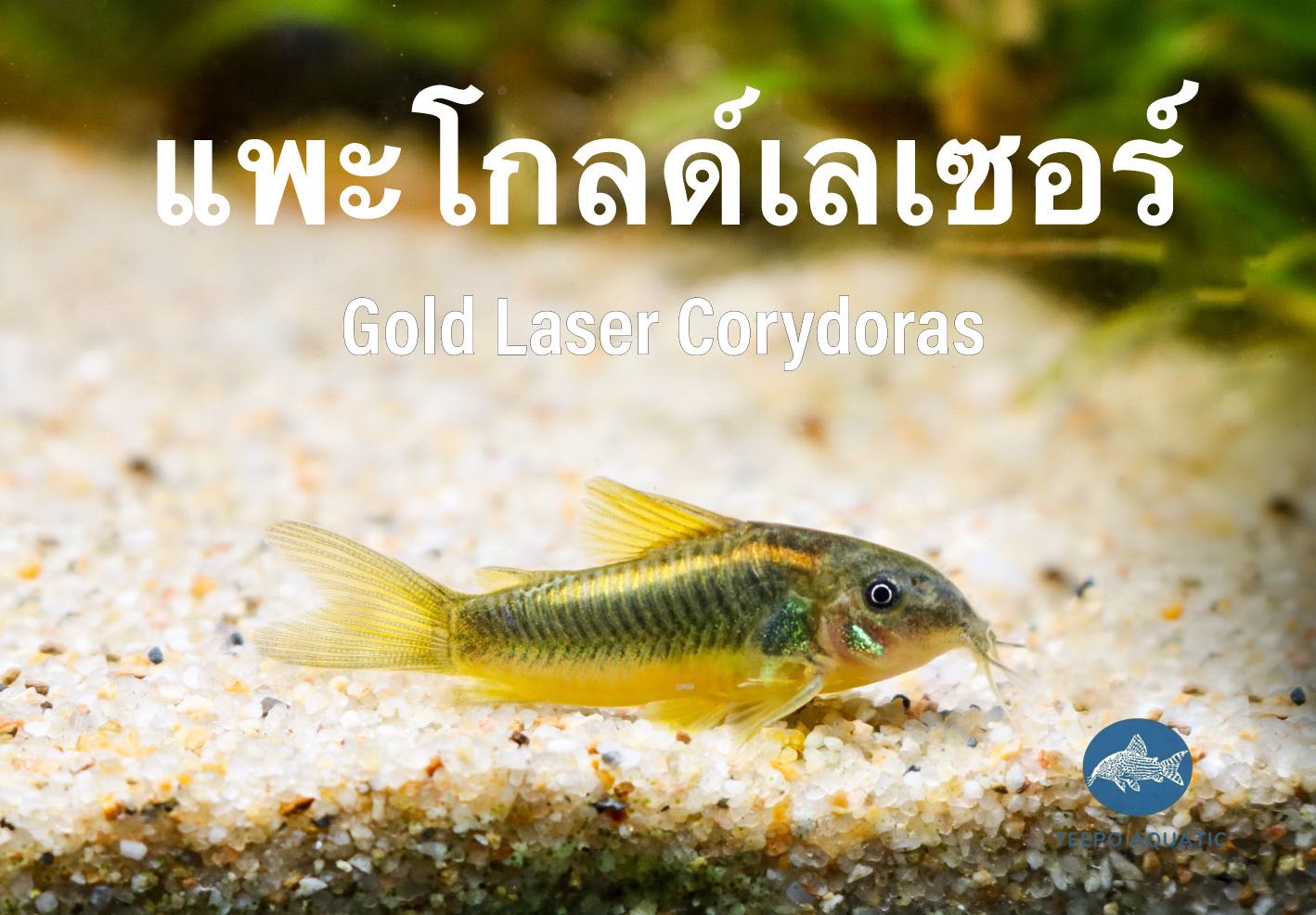 ปลาแพะโกลด์เลเซอร์  Cory Gold Leser