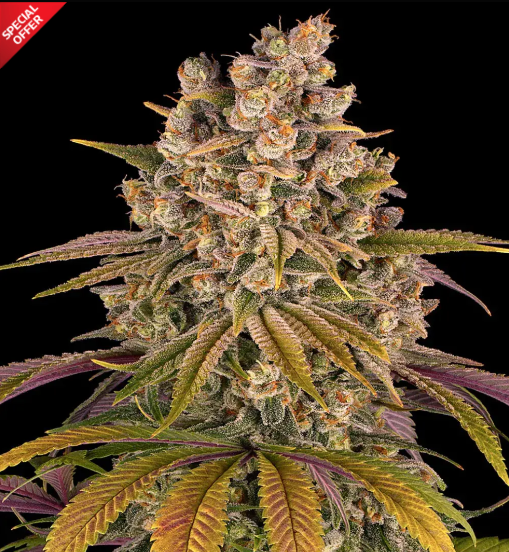 Lemon Tree Feminized pack 1