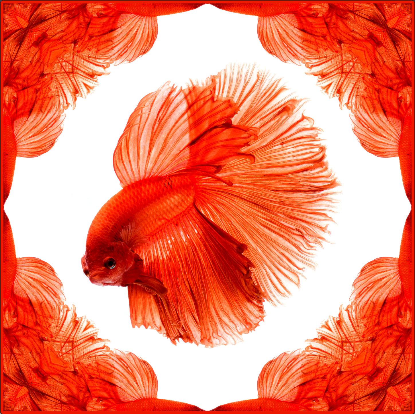 Orange Halfmoon Betta Scarf - White/Orange