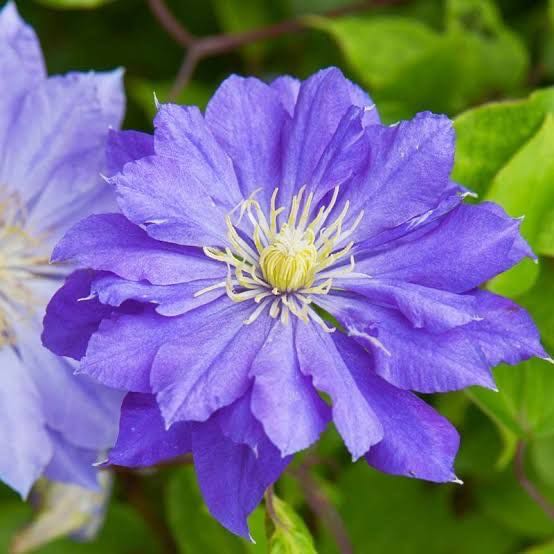 Clematis Copernicus (พร้อมส่ง)
