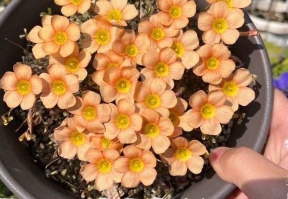 Oxalis obtusa ‘Fanta’