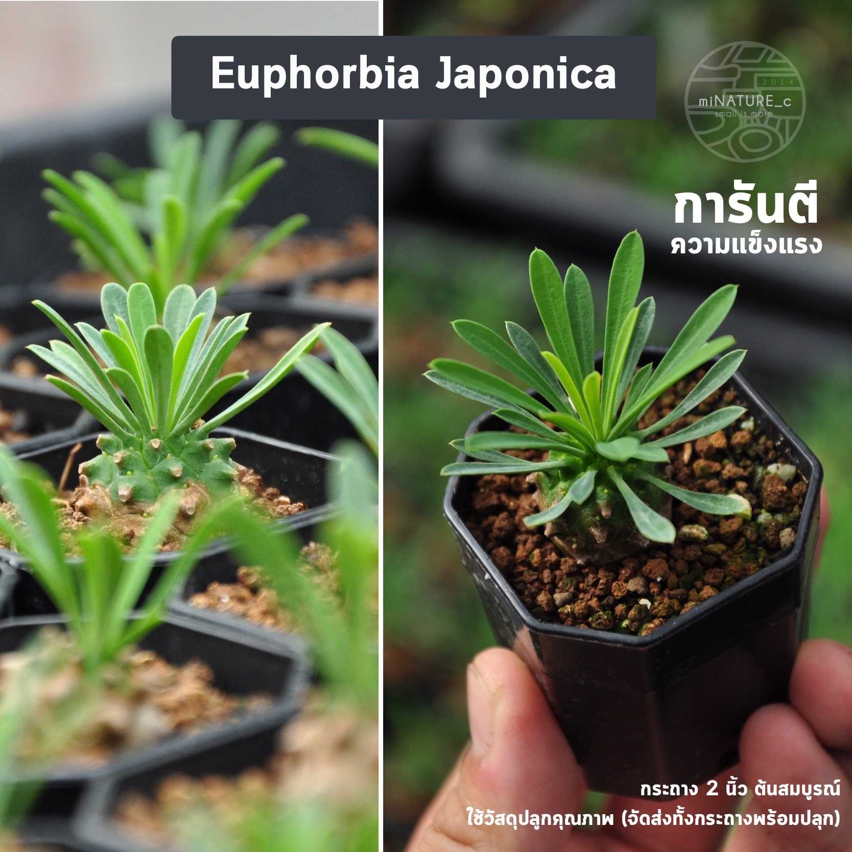 euphorbia japonica คนป่า