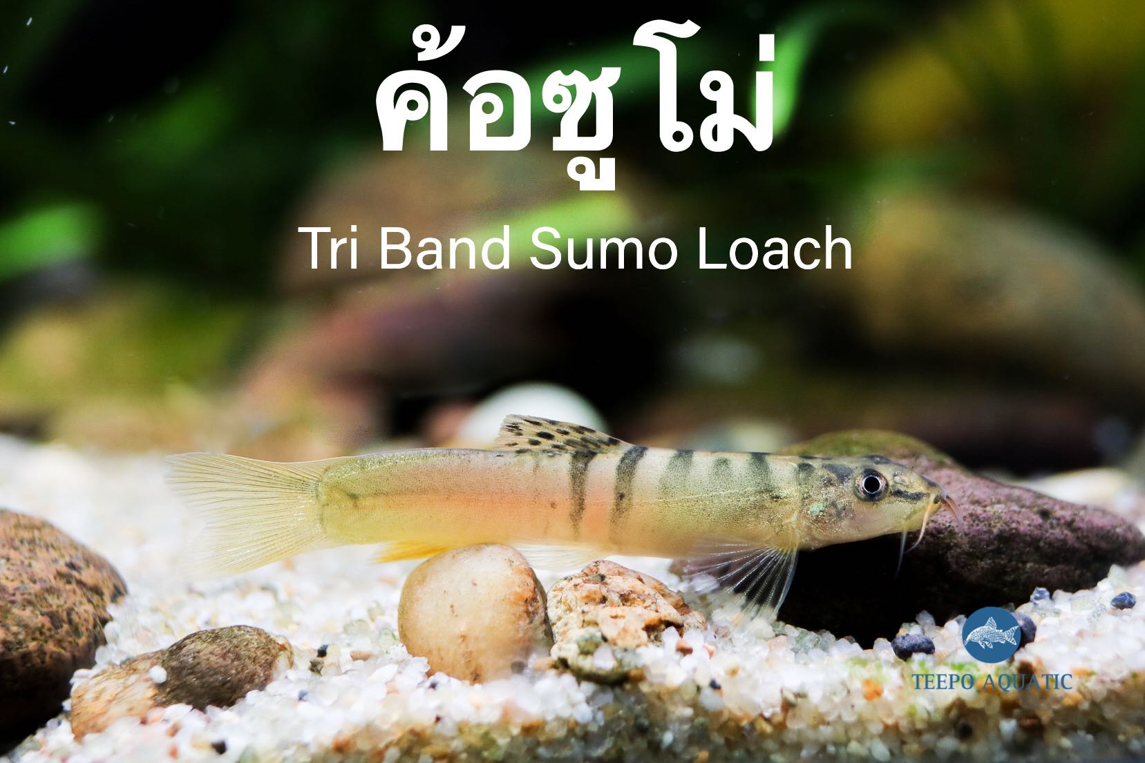 ปลาค้อซูโม่ Tri Sumo Loach