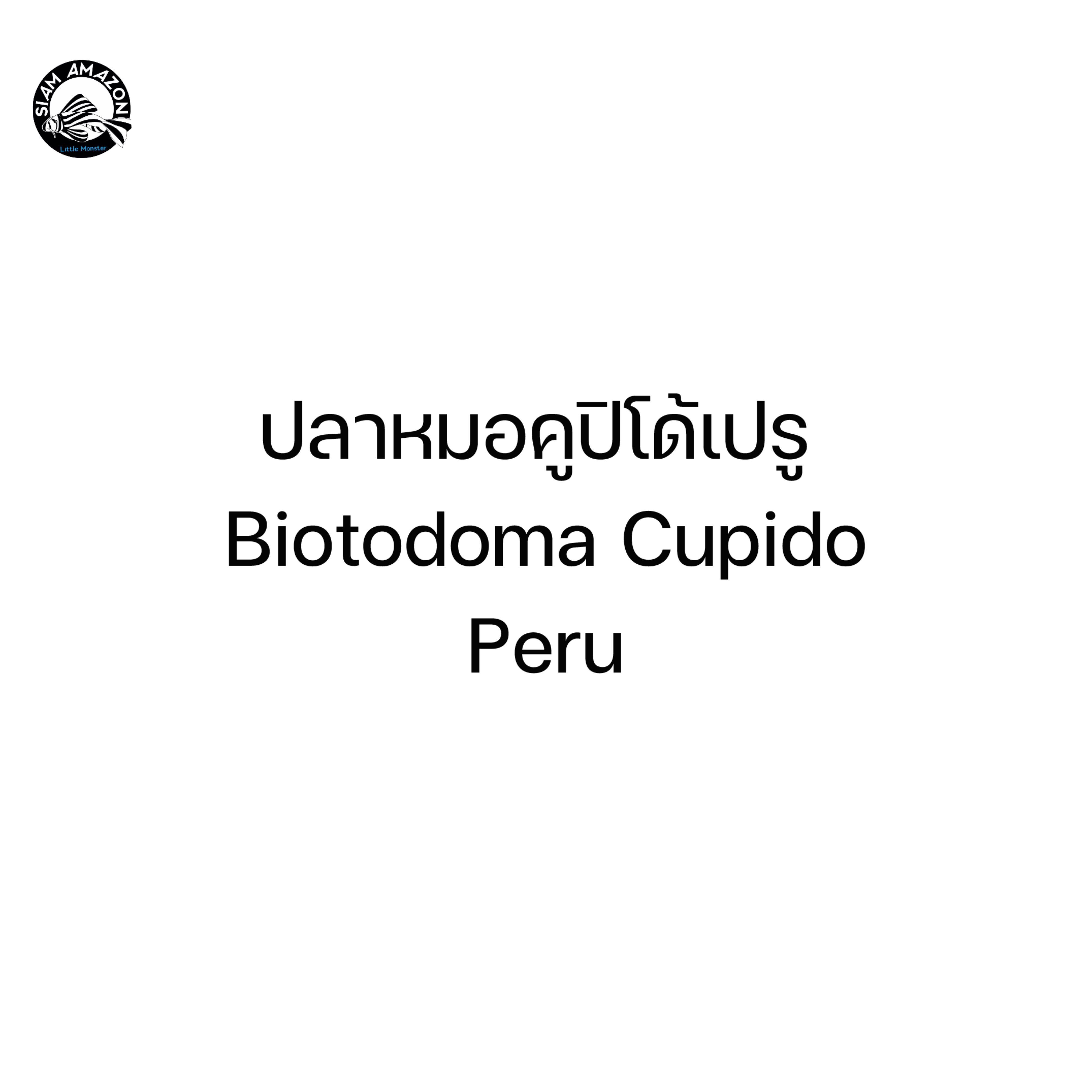 ปลาหมอคูปิโด้ เปรู Cupido Peru 🇵🇪 