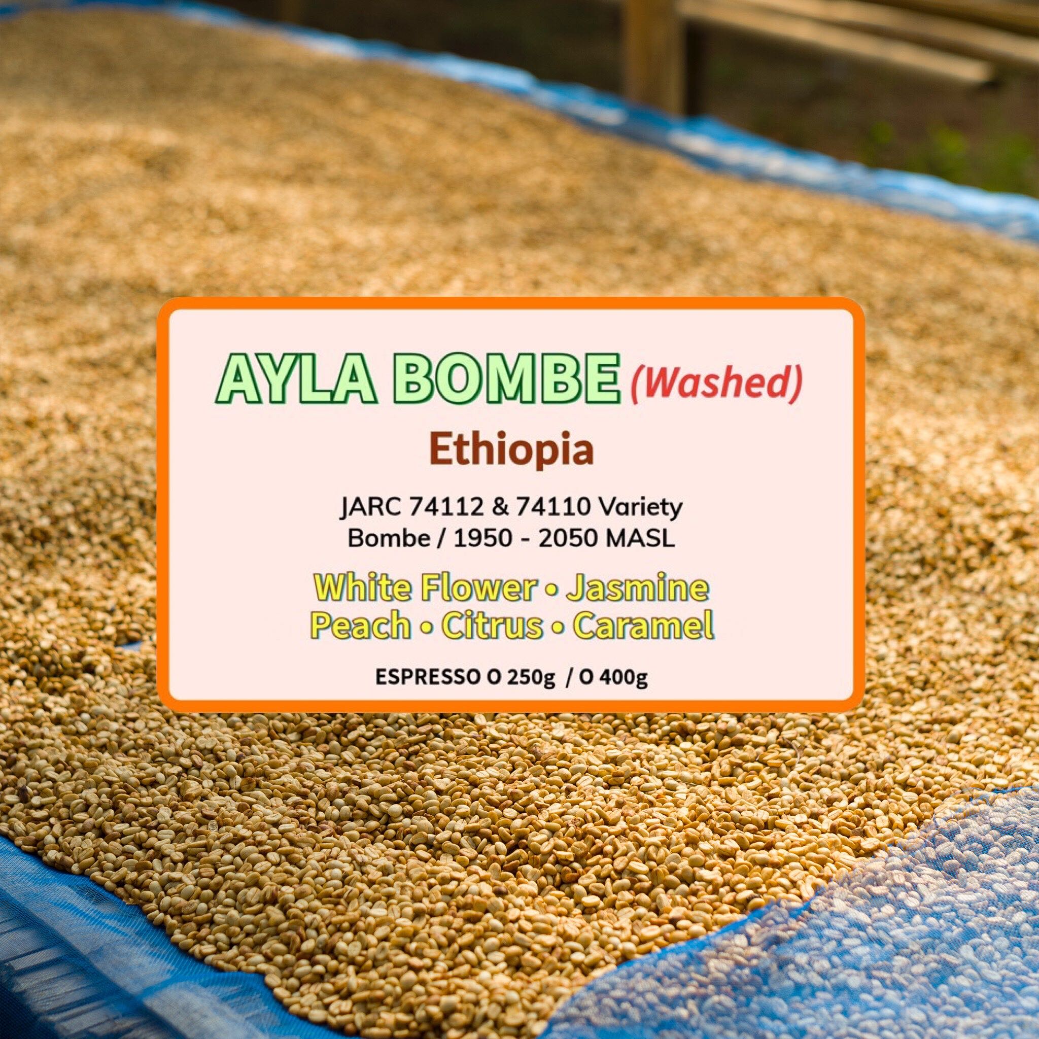 Ayla Bombe - Washed ( Espresso Roasted )