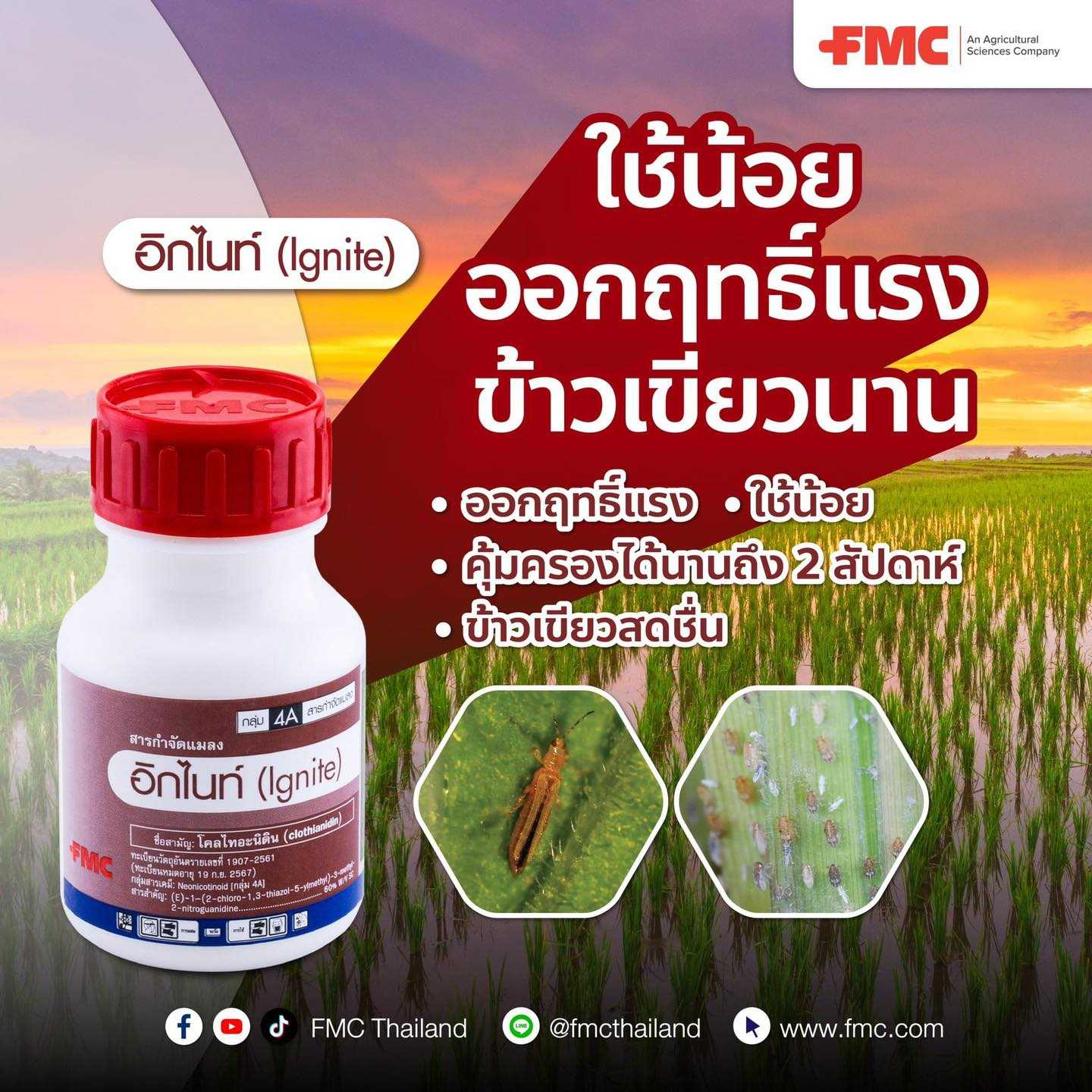 อิกไนท์ ขนาด 50 ซีซี -โคลไทอะนิดิน 60% ฤทธิ์แรง เขียวนาน กำจัดเพลี้ยไฟ