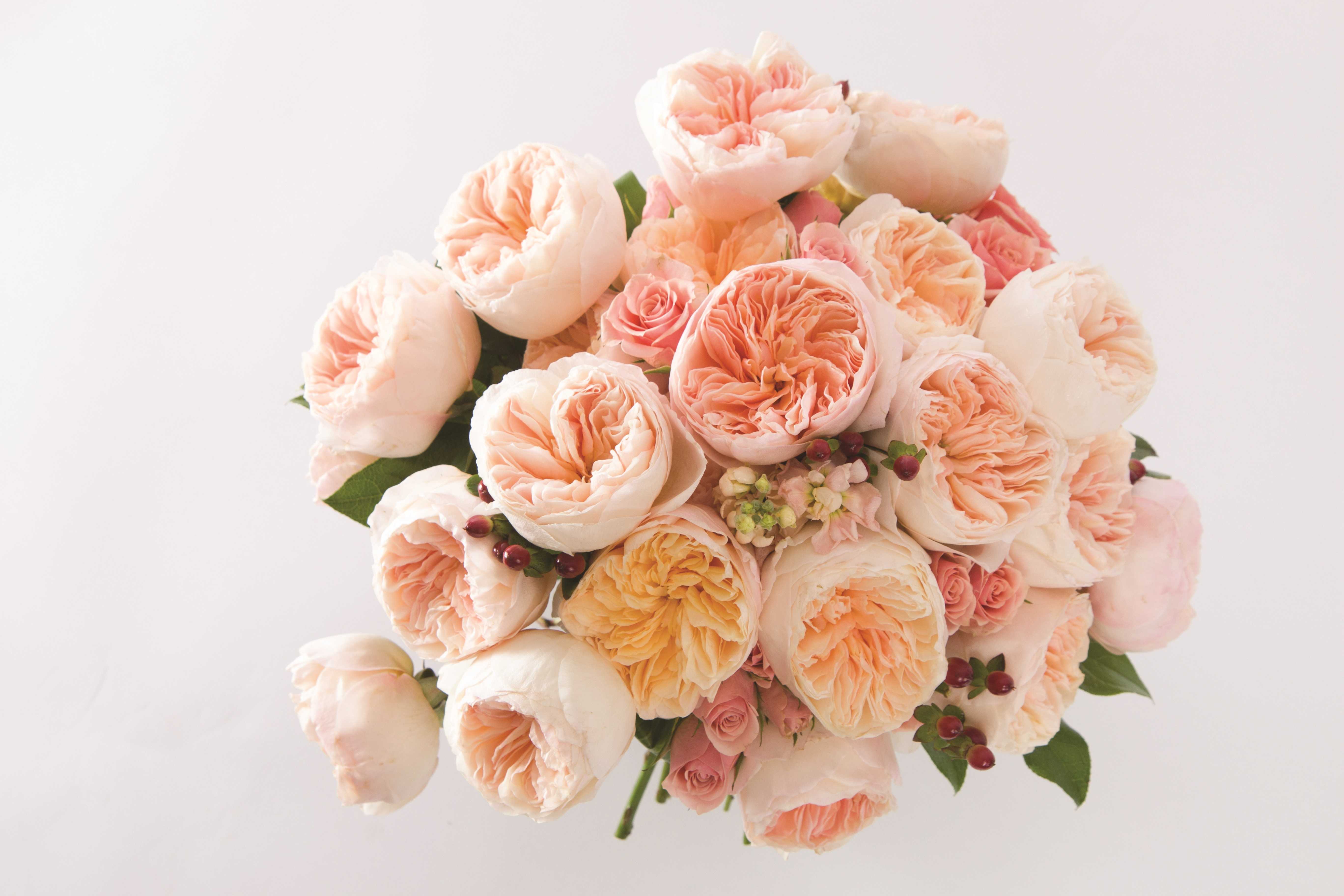 David Austin Rose Juliet