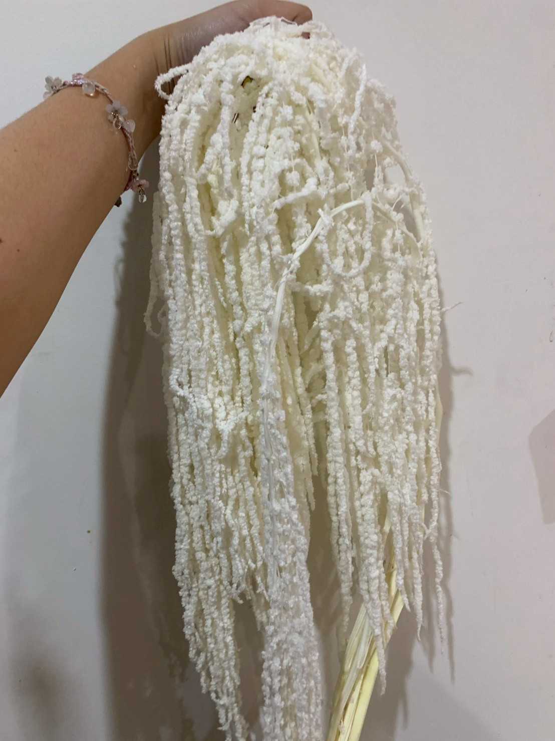 ผักโขมแห้ง-ขาว