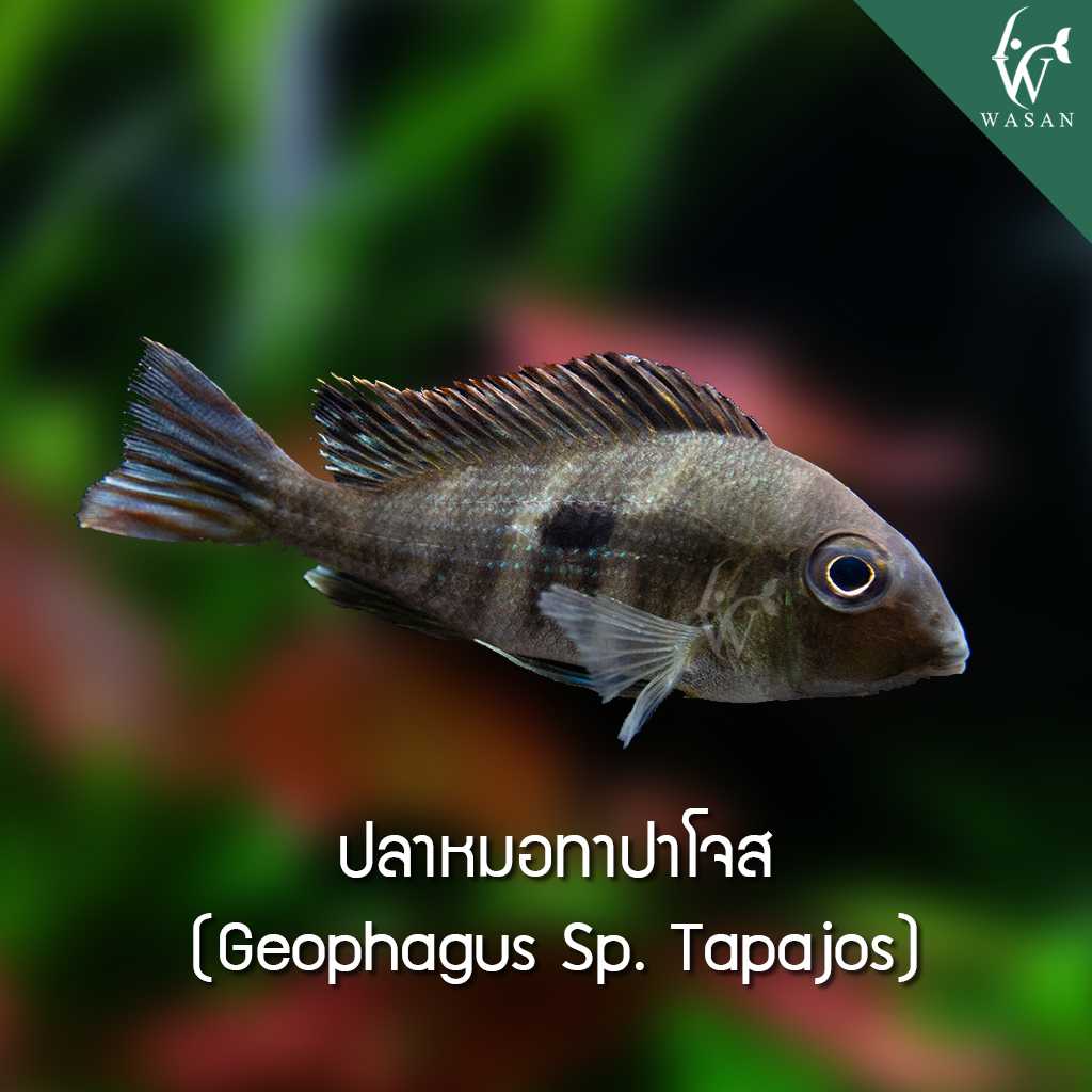 ปลาหมอทาปาโจส Geophagus Sp. Tapajos (ไซส์ 2 นิ้ว)