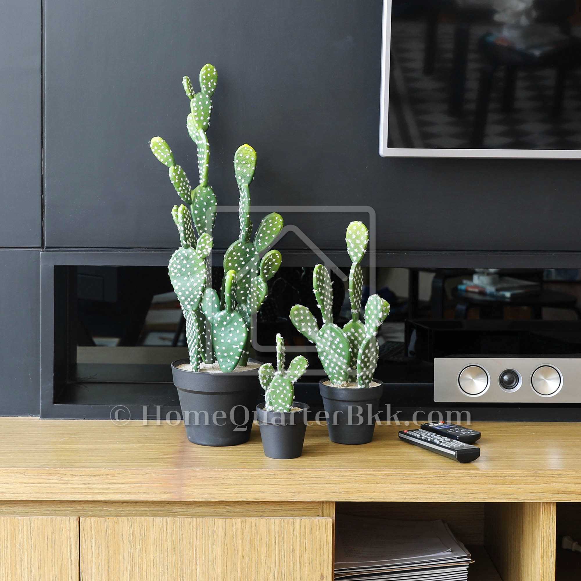 ต้นกระบองเพชรหูกระต่ายเทียม ขนาดเล็ก | Rabbit Cactus-S