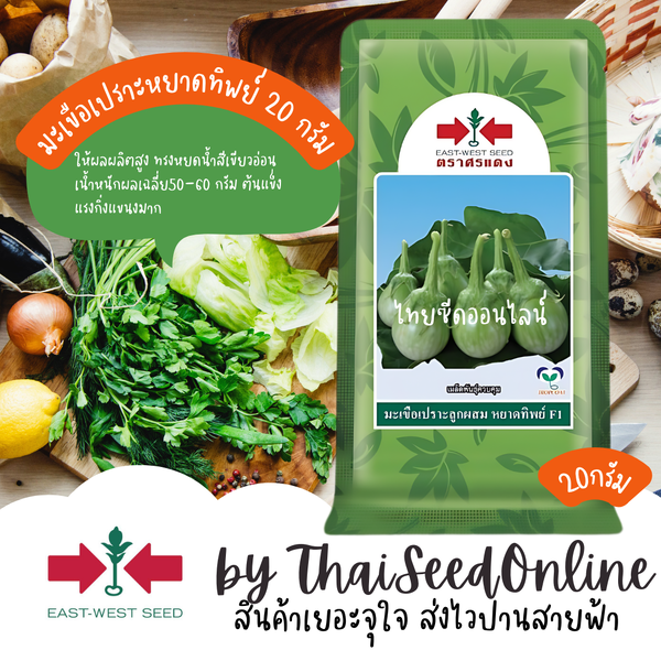 EWCOM Exp 8/69 เมล็ดพันธุ์ 20 กรัม มะเขือเปราะลูกผสมหยาดทิพย์ ตรา ศรแดง Round Eggplant