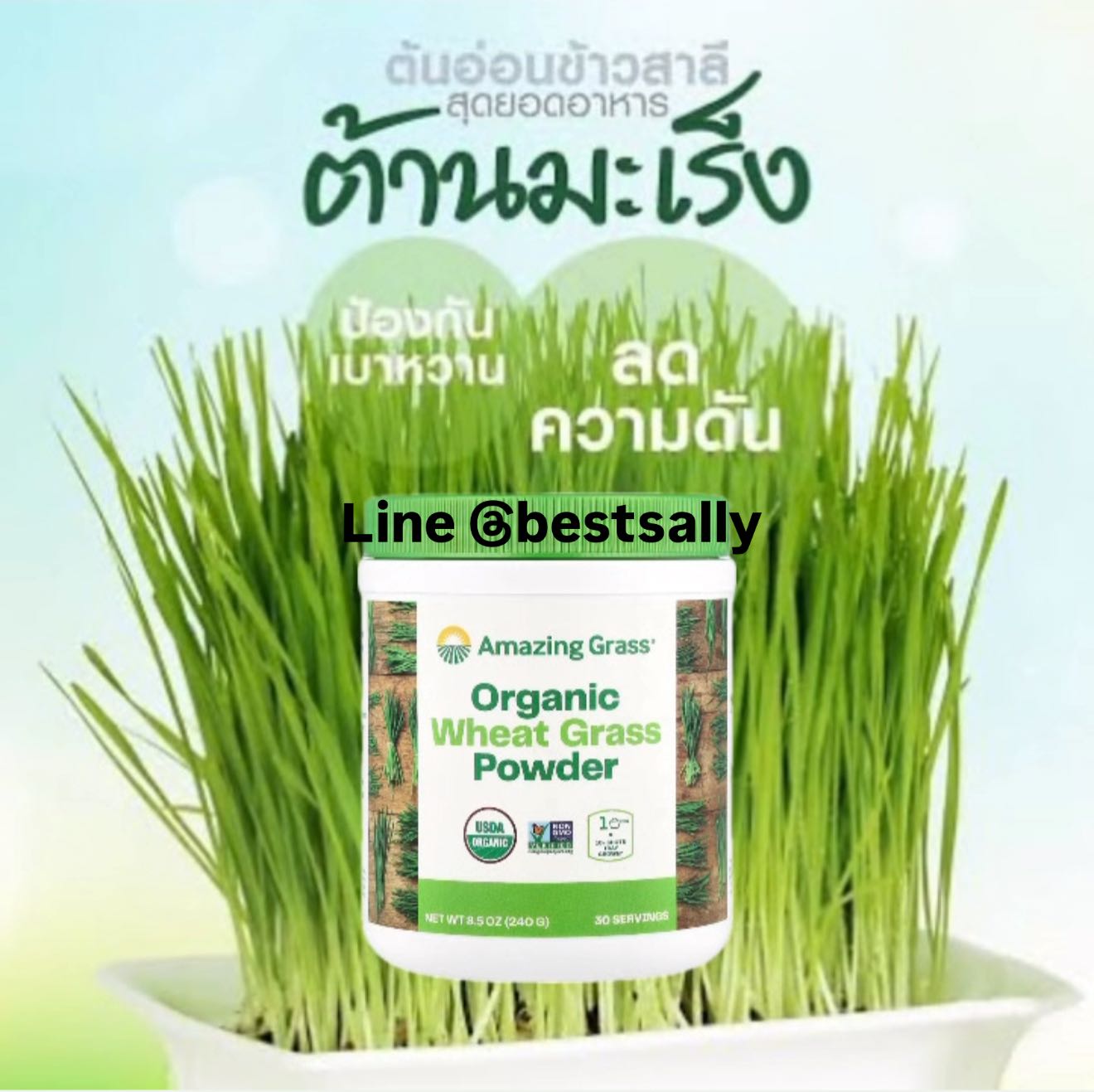 Amazing Grass Organic wheat grass แบบผง 240 g