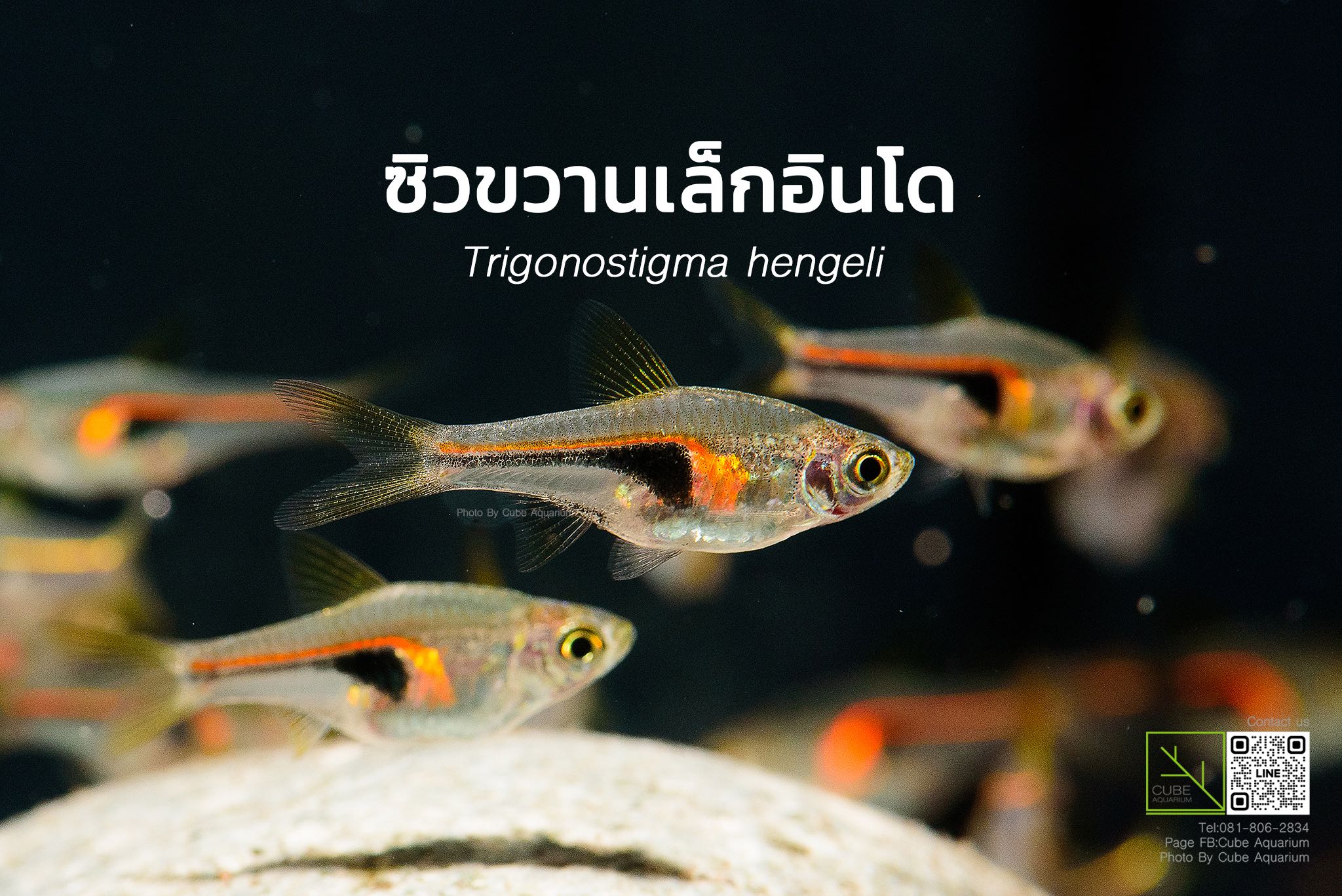 ซิวขวานเล็กอินโด Trigonostigma hengeli