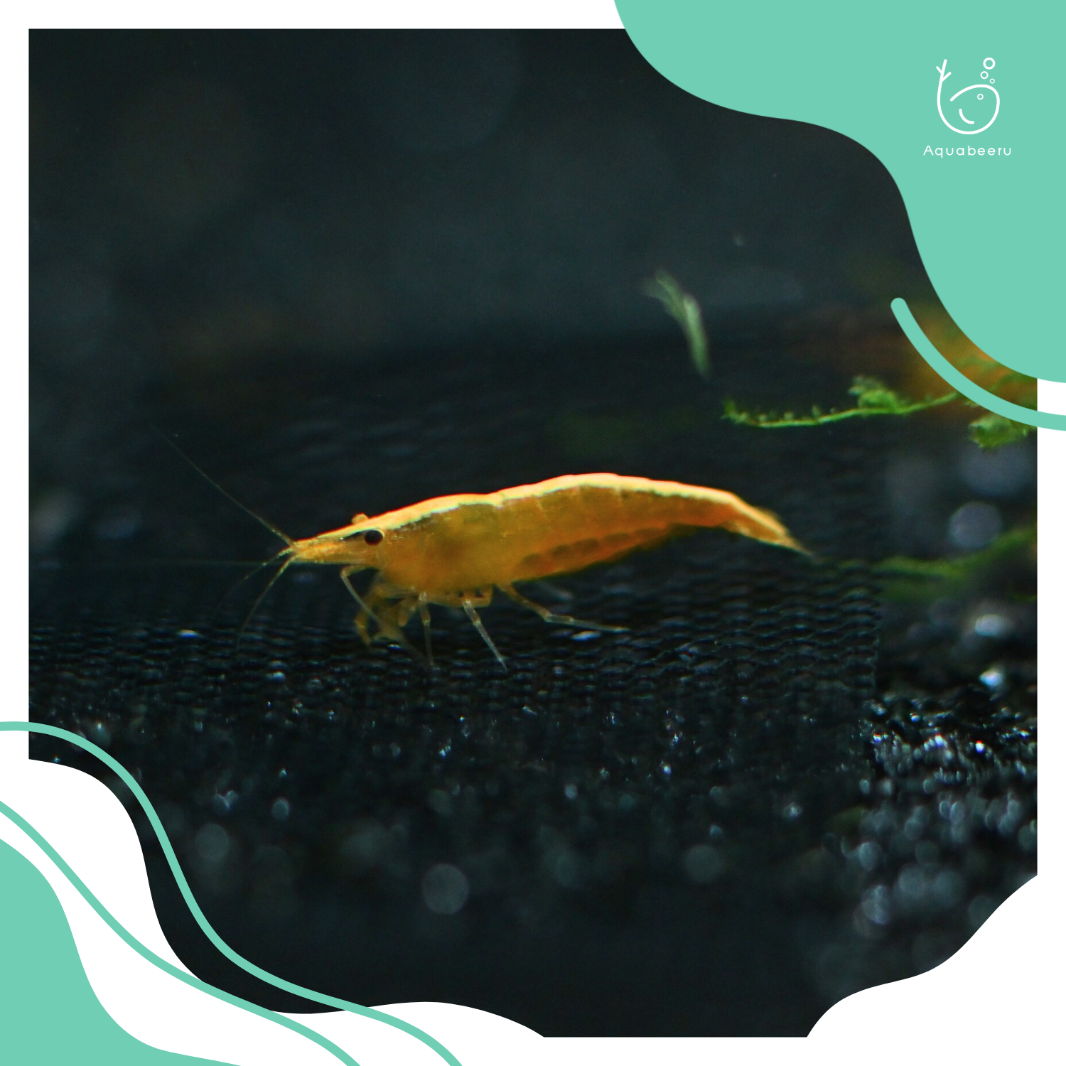 กุ้งแคระ Golden Back Yellow (สีเหลืองหลังทอง)