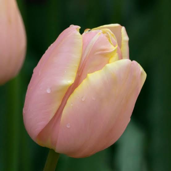 Tulip Mango Charm (พร้อมส่ง)