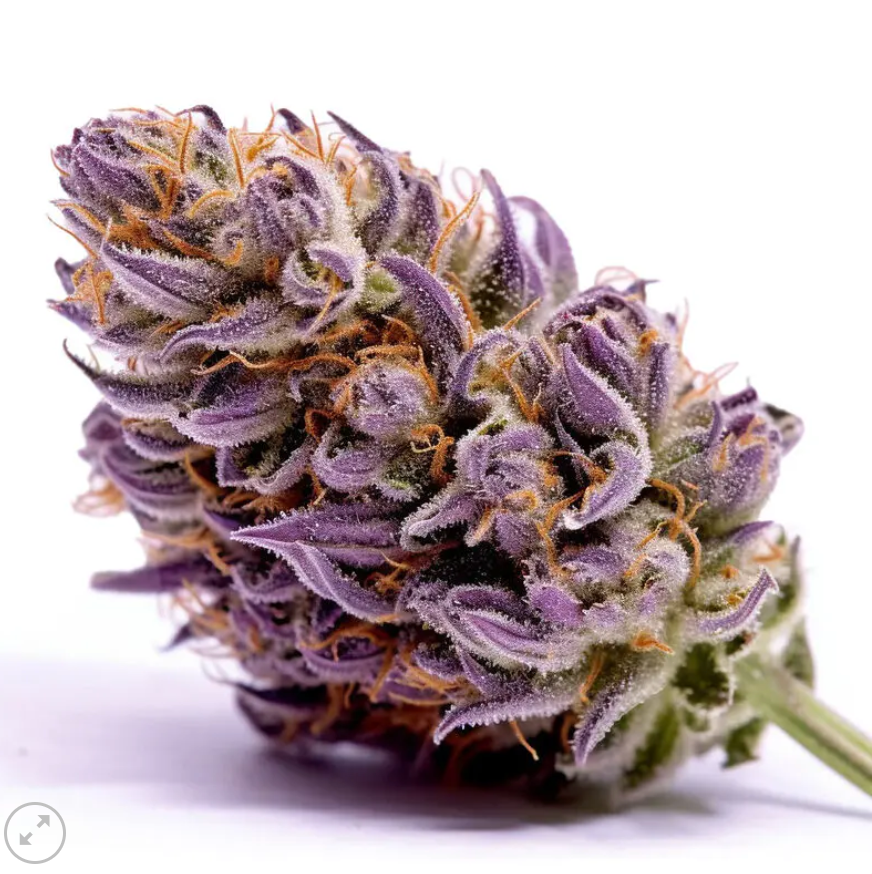 Purple Punch feminized pack 3