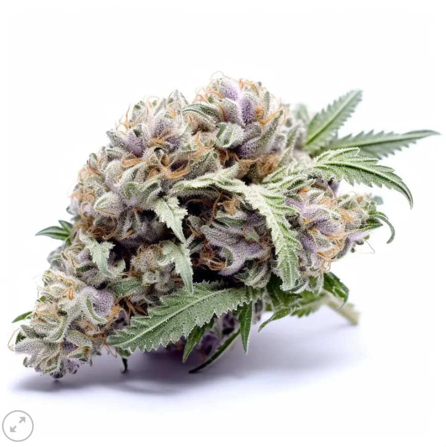 Gorilla Glue feminized pack 3