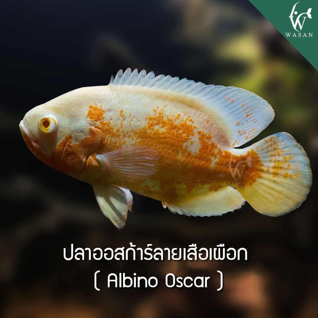 ปลาออสก้าร์ลายเสือเผือก Albino Oscar (ไซส์ 2 นิ้ว)