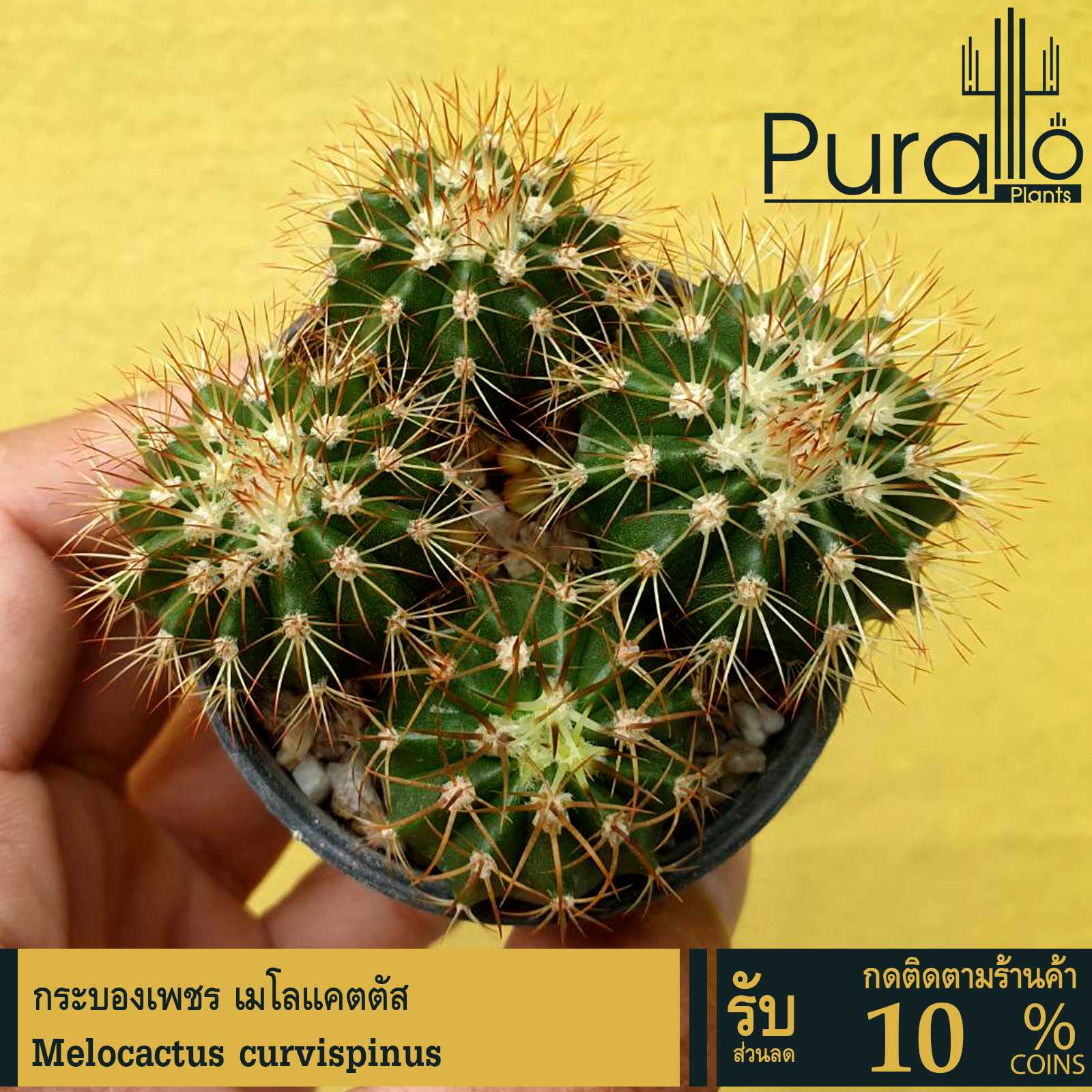 ต้นกระบองเพชร เมโลแคตตัส #Melocactus curvispinus #cactus #succulent #แคคตัส