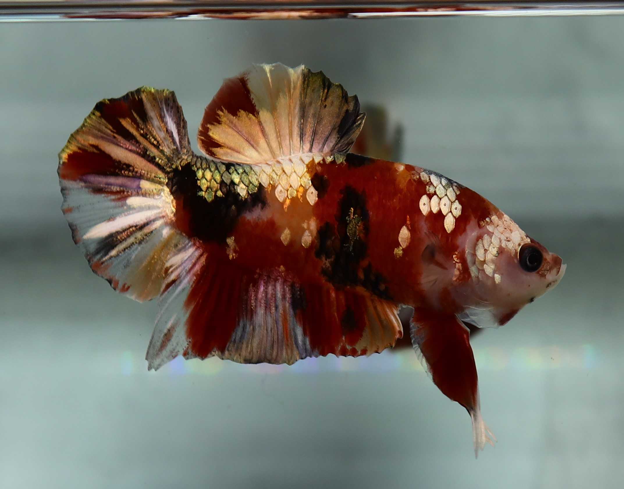 ปลากัด Nemo Galaxy Copper Gold(GX033)
