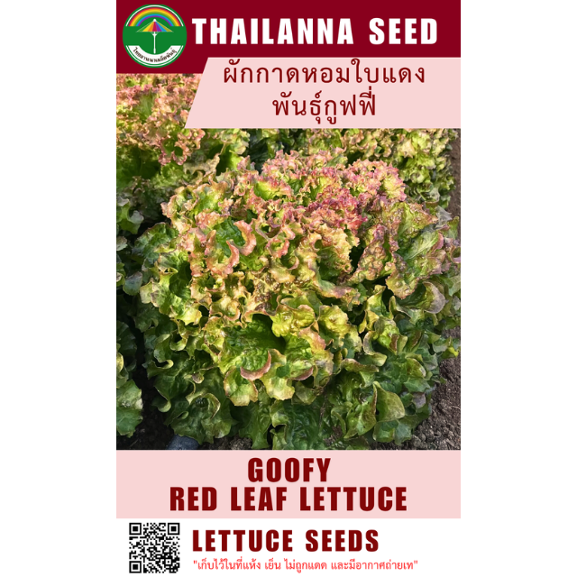 ผักกาดหอมใบแดง พันธุ์กูฟฟี่ ( ขนาด 10 กรัม ) รหัสสินค้า 1032